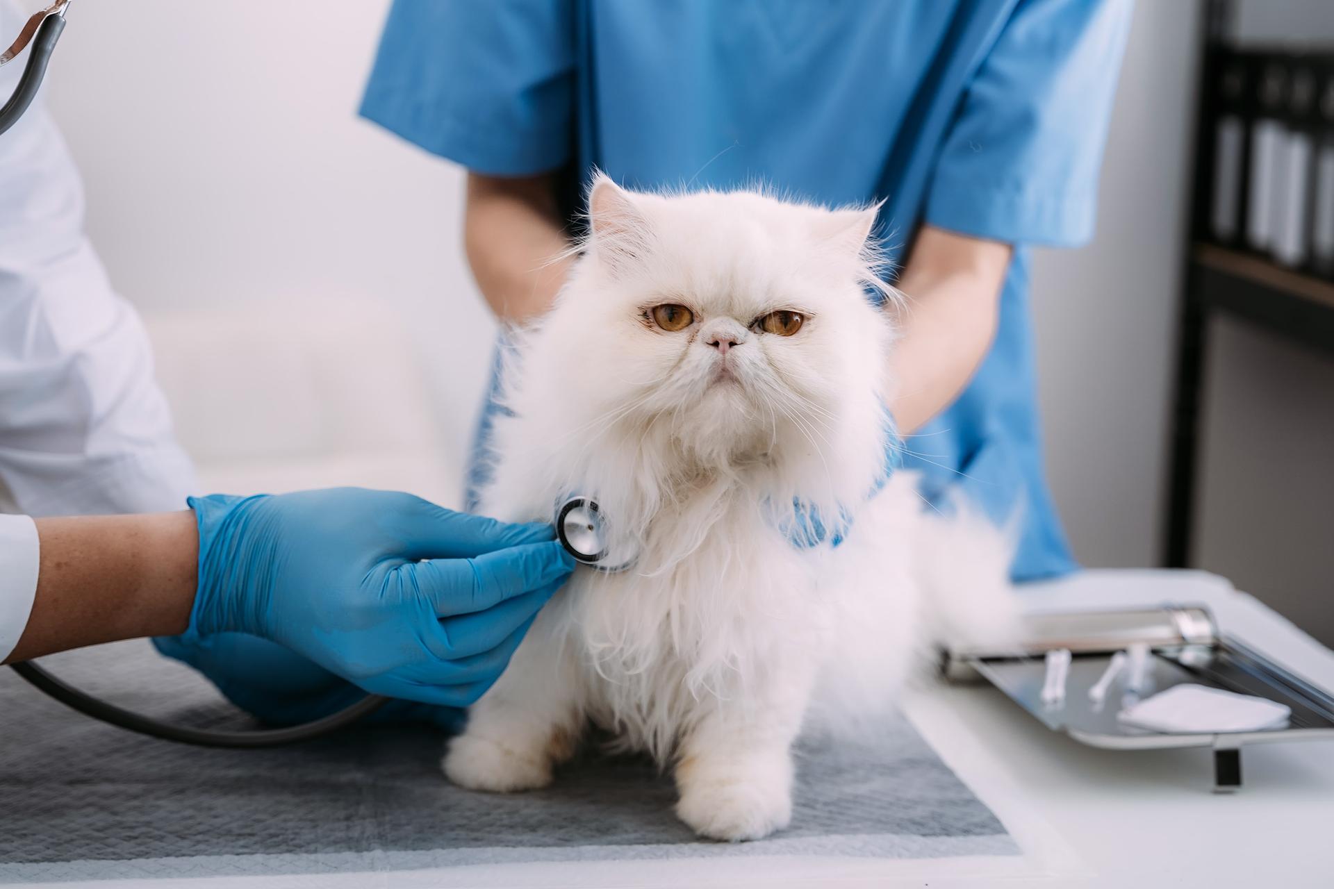 Studying Veterinary Medicine in Malaysia: Every Pathway You Need To Know About